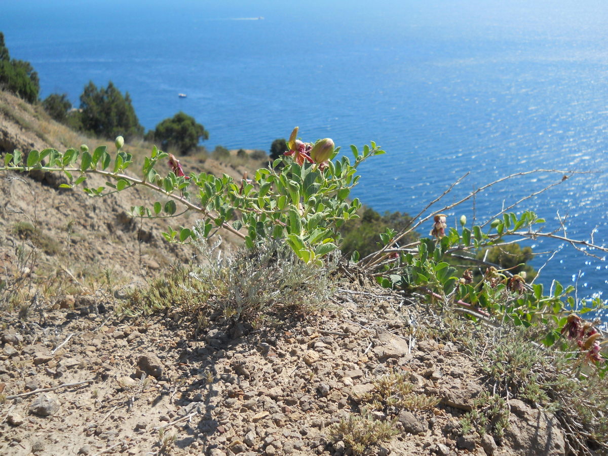 Image of Capparis herbacea specimen.