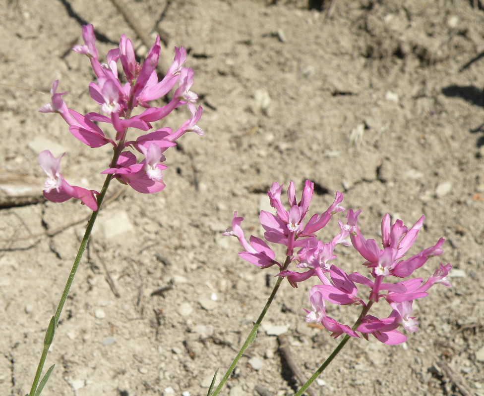 Изображение особи Polygala major.