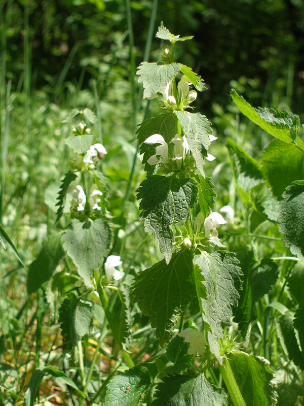 Image of Lamium album specimen.