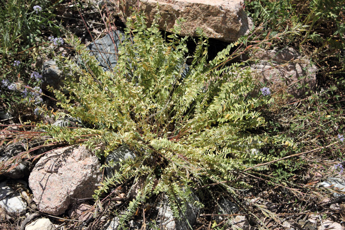 Изображение особи Oxytropis fedtschenkoi.