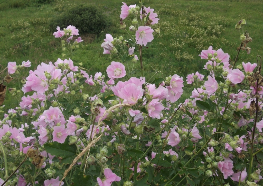 Image of Malva thuringiaca specimen.