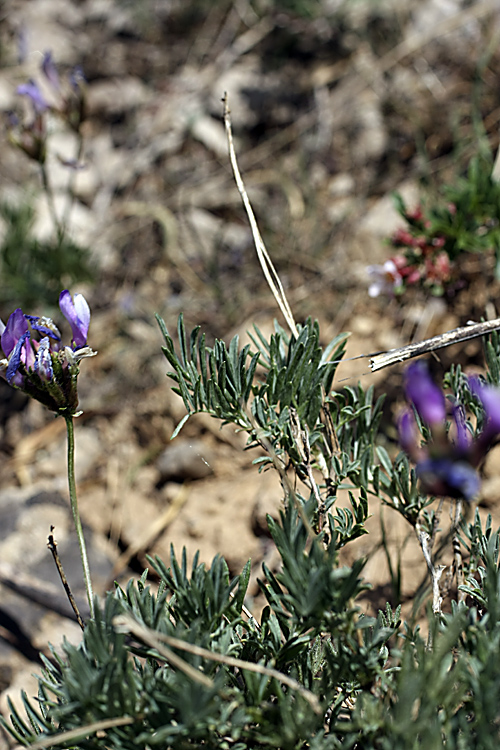 Image of Astragalus falcigerus specimen.