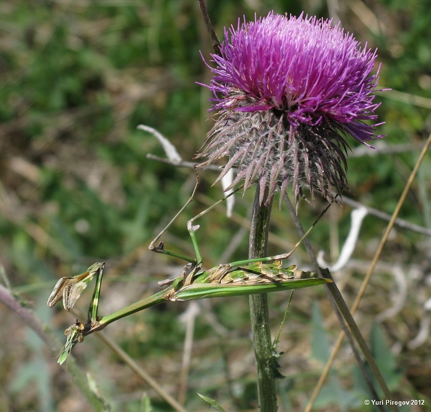 Изображение особи Carduus uncinatus ssp. davisii.