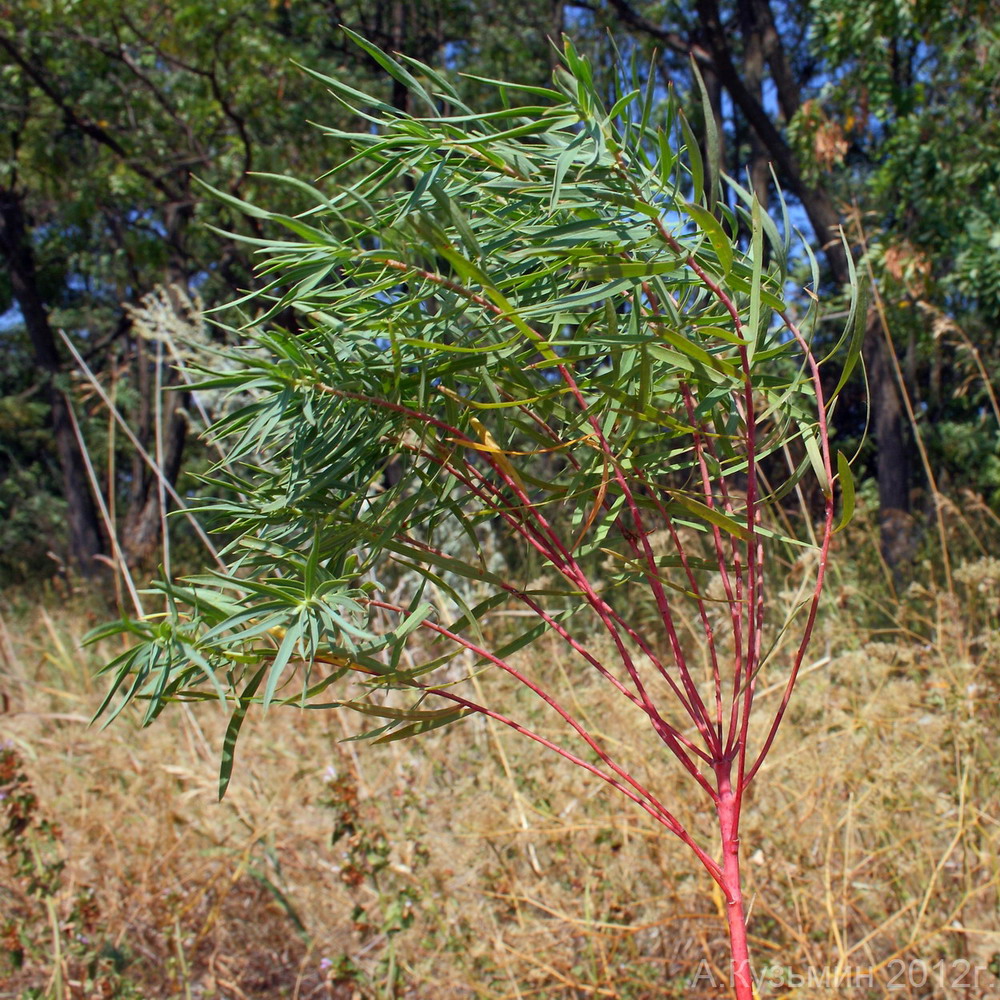 Image of Euphorbia palustris specimen.