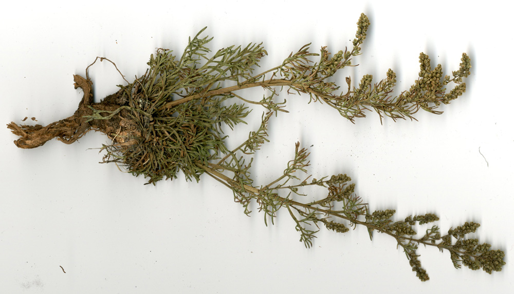 Image of Artemisia monostachya specimen.