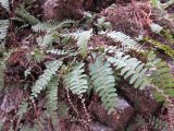 Polystichum craspedosorum