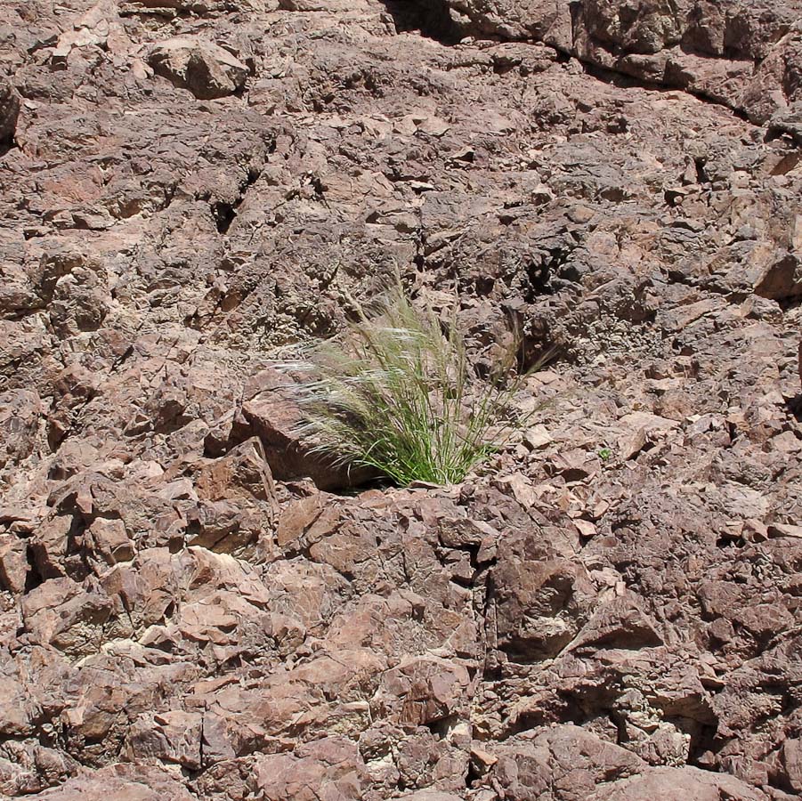 Image of Stipagrostis hirtigluma specimen.