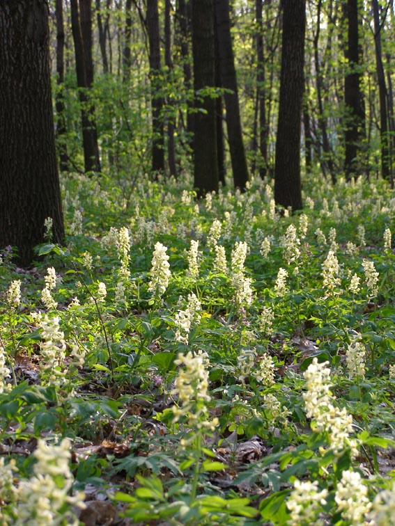 Image of Corydalis marschalliana specimen.