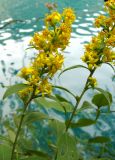 Смотреть изображение Solidago virgaurea