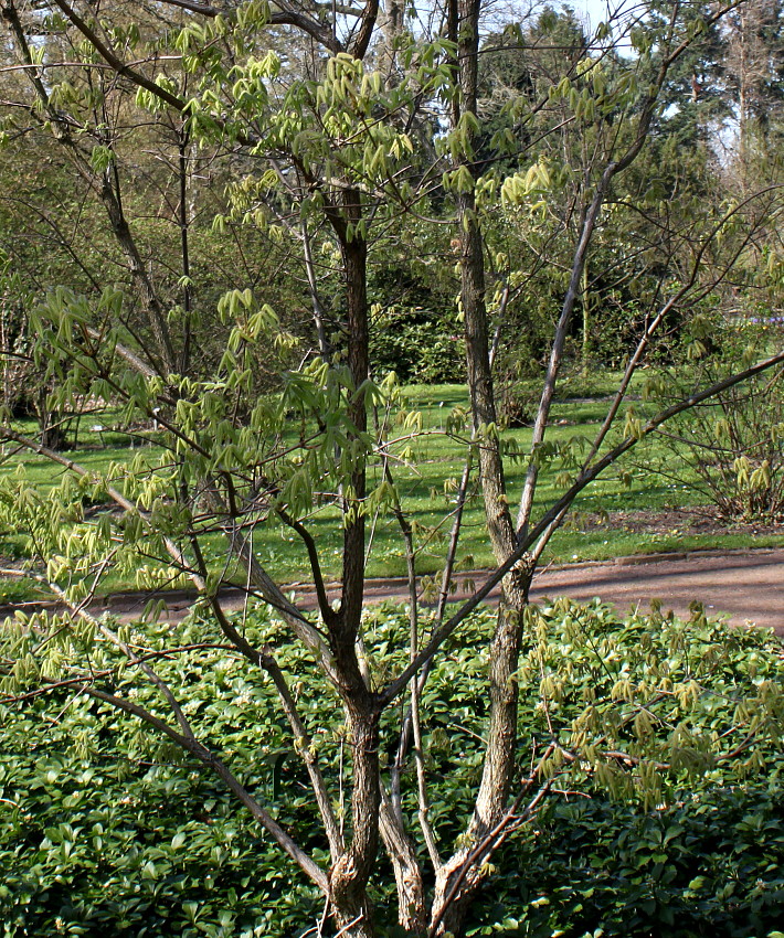 Image of Acer triflorum specimen.