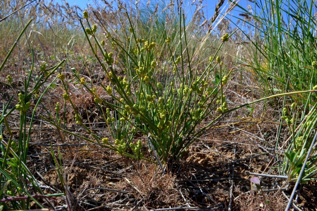 Image of Ephedra distachya specimen.