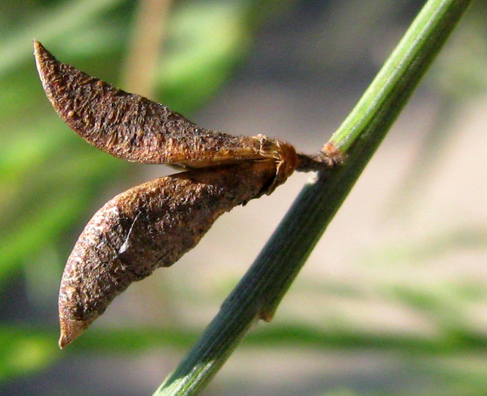 Image of Genista aetnensis specimen.