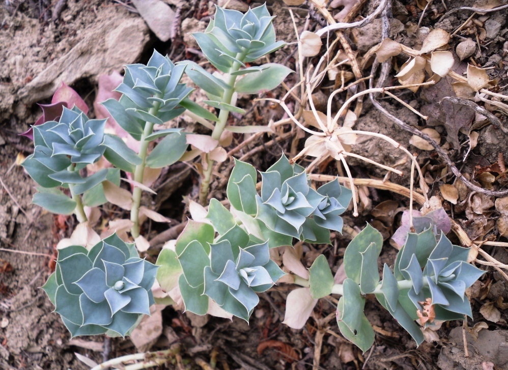 Image of Euphorbia myrsinites specimen.