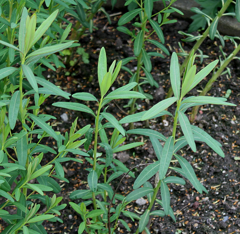 Image of genus Euphorbia specimen.