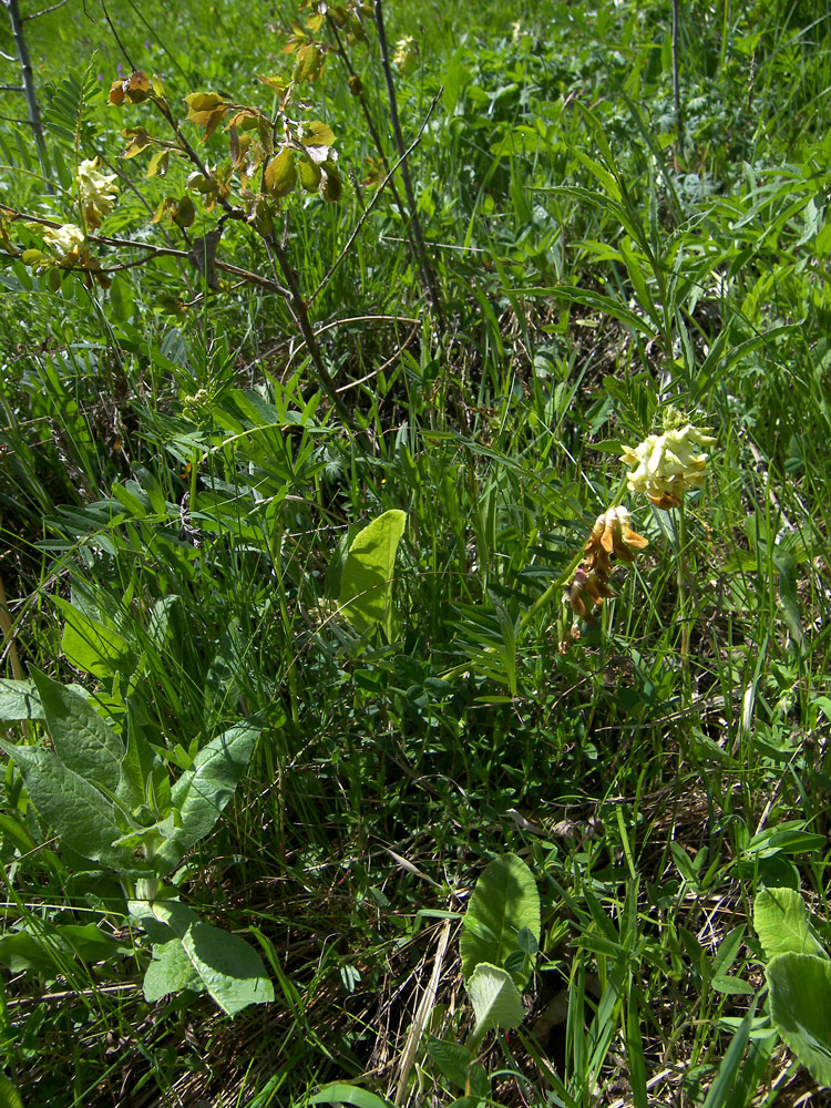 Изображение особи Vicia balansae.