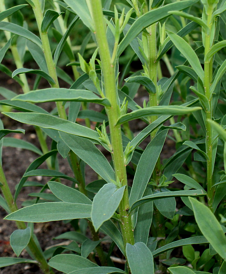 Image of Linum flavum specimen.