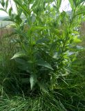 Senecio propinquus