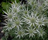 Eryngium bourgatii. Соцветия (вид сверху). Германия, г. Krefeld, Ботанический сад. 10.06.2013.