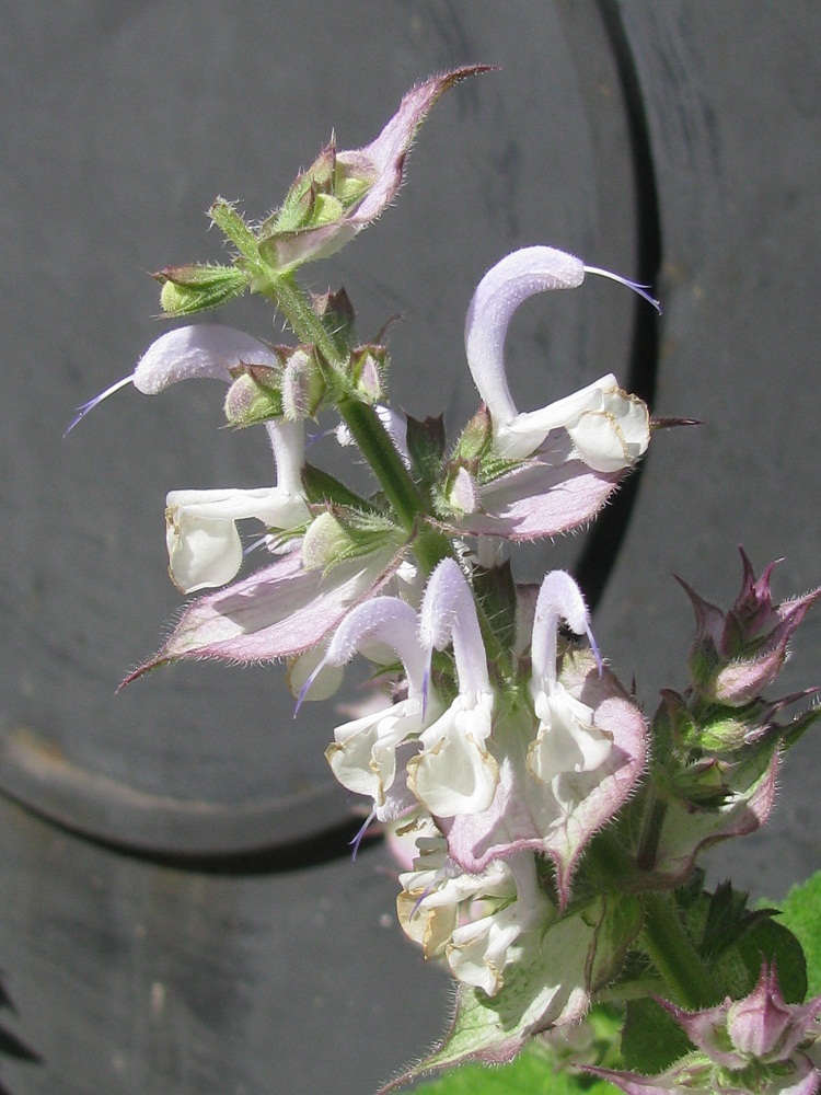 Image of Salvia sclarea specimen.