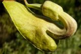 Aristolochia paecilantha. Цветок. Израиль, предгорья горного массива Хермон, лес Одем. 05.05.2010.