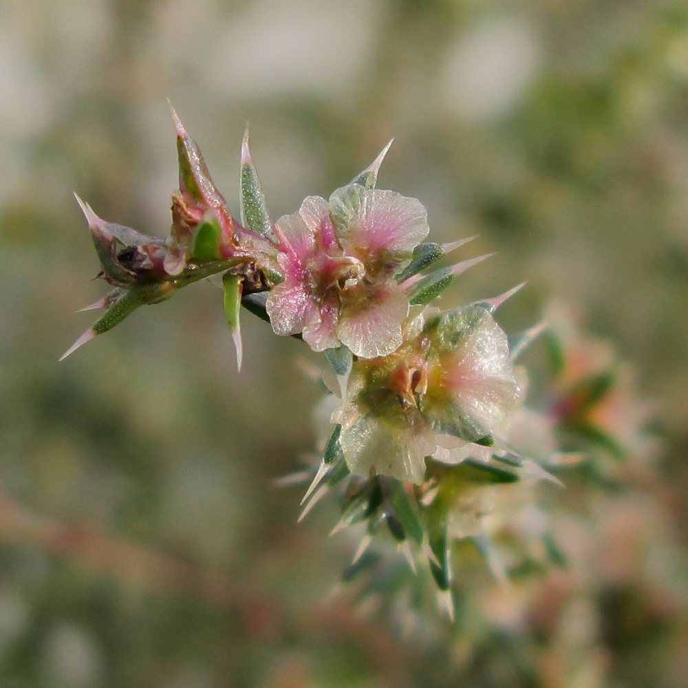 Изображение особи Salsola tragus.