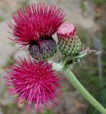 Cirsium rivulare. Соцветия (культивар 'Atropurpureum'). Германия, г. Дюссельдорф, Ботанический сад университета. 14.08.2013.