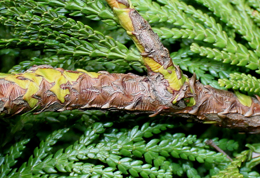 Image of Thujopsis dolabrata specimen.