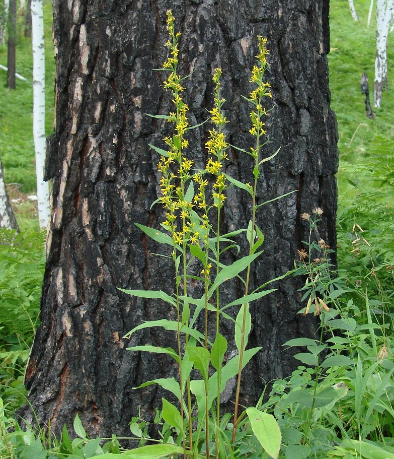 Image of Solidago virgaurea ssp. dahurica specimen.