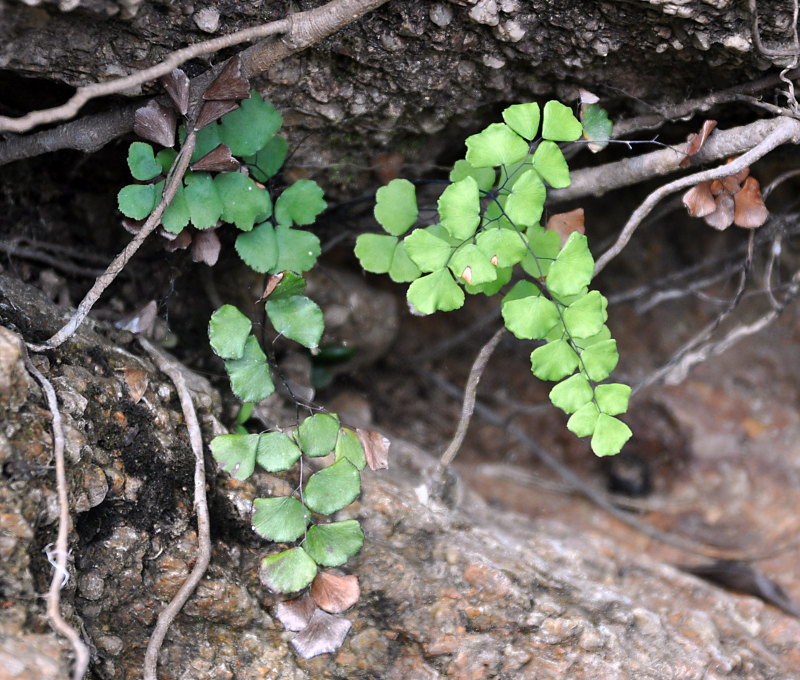 Изображение особи Adiantum stenochlamys.