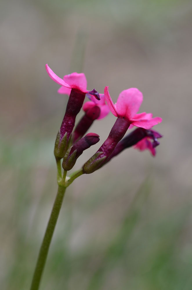 Image of Primula fedtschenkoi specimen.