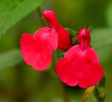 Salvia microphylla. Цветки. Израиль, Нижняя Галилея, г. Верхний Назарет, в культуре. 25.03.2014.