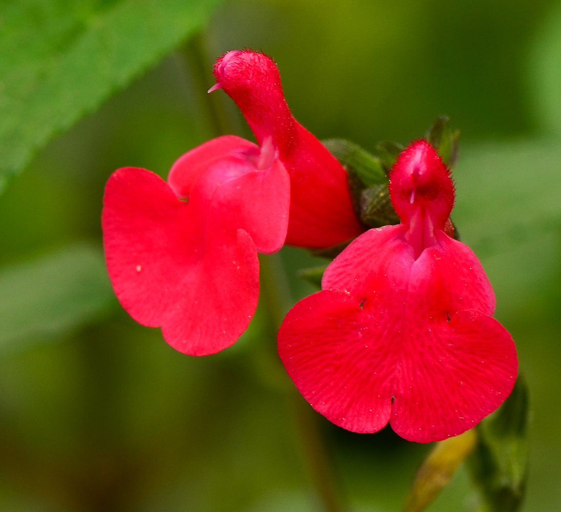 Image of Salvia microphylla specimen.