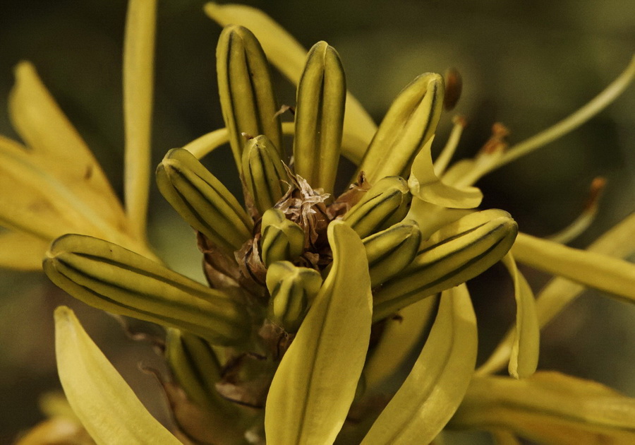 Изображение особи Asphodeline lutea.