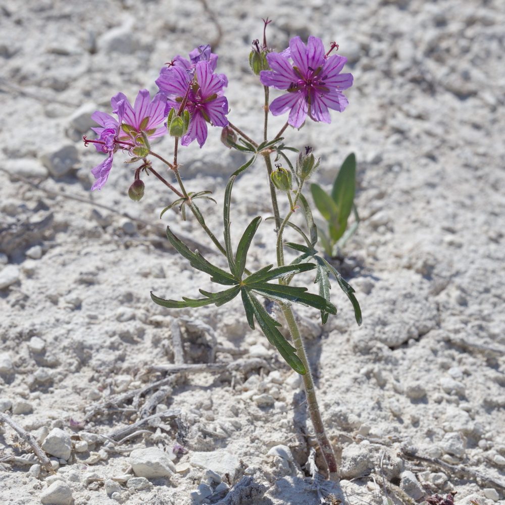 Изображение особи Geranium transversale.