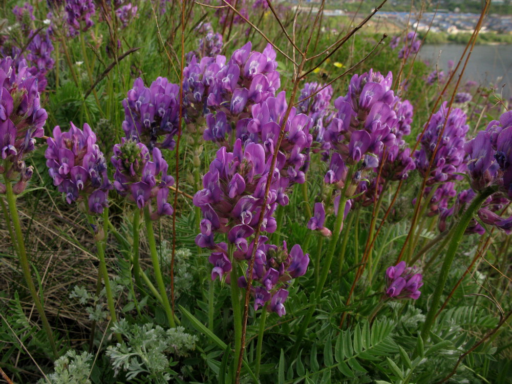 Image of Oxytropis strobilacea specimen.