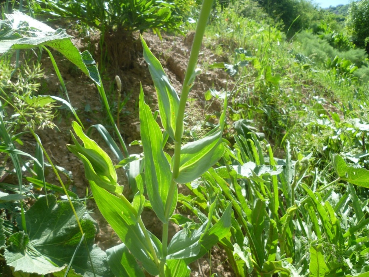 Image of Tragopogon paradoxus specimen.