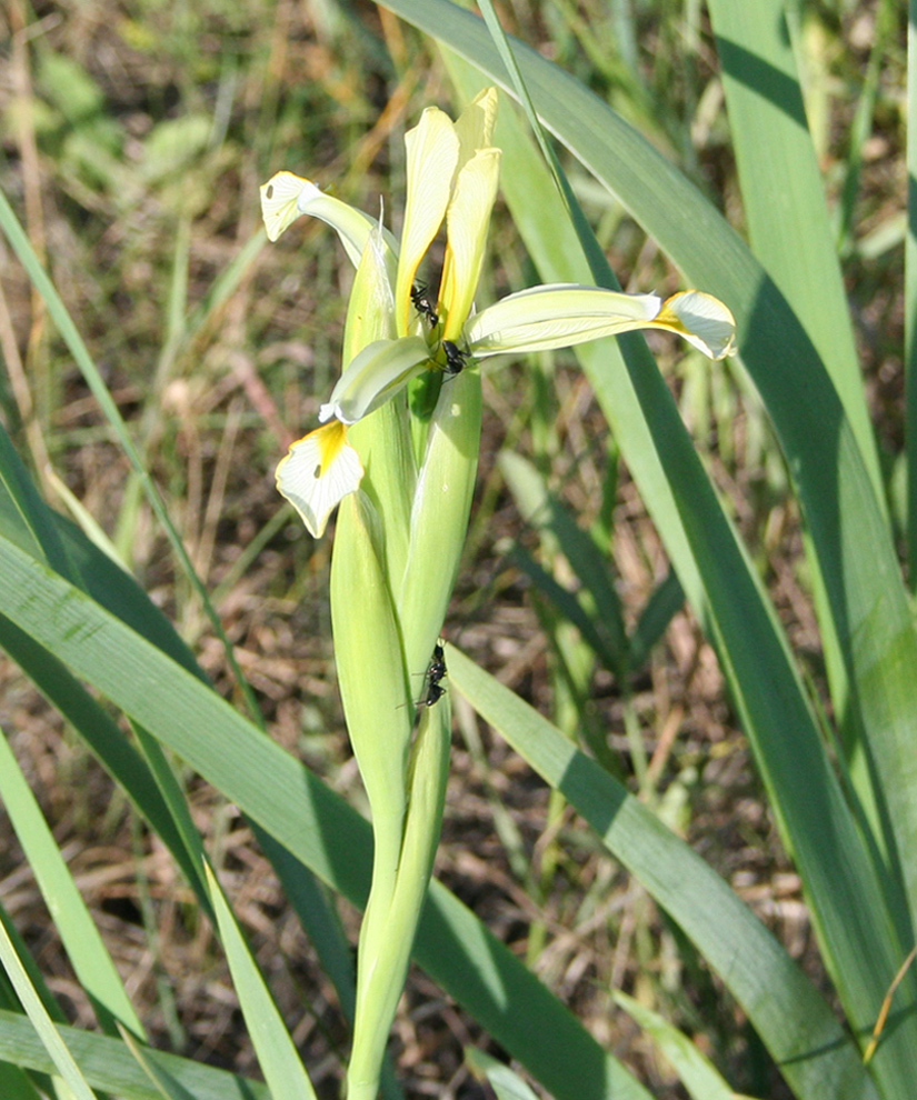 Image of Iris halophila specimen.