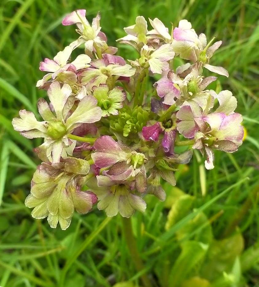 Image of Androsace armeniaca specimen.