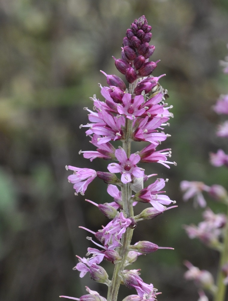 Изображение особи Lysimachia dubia.