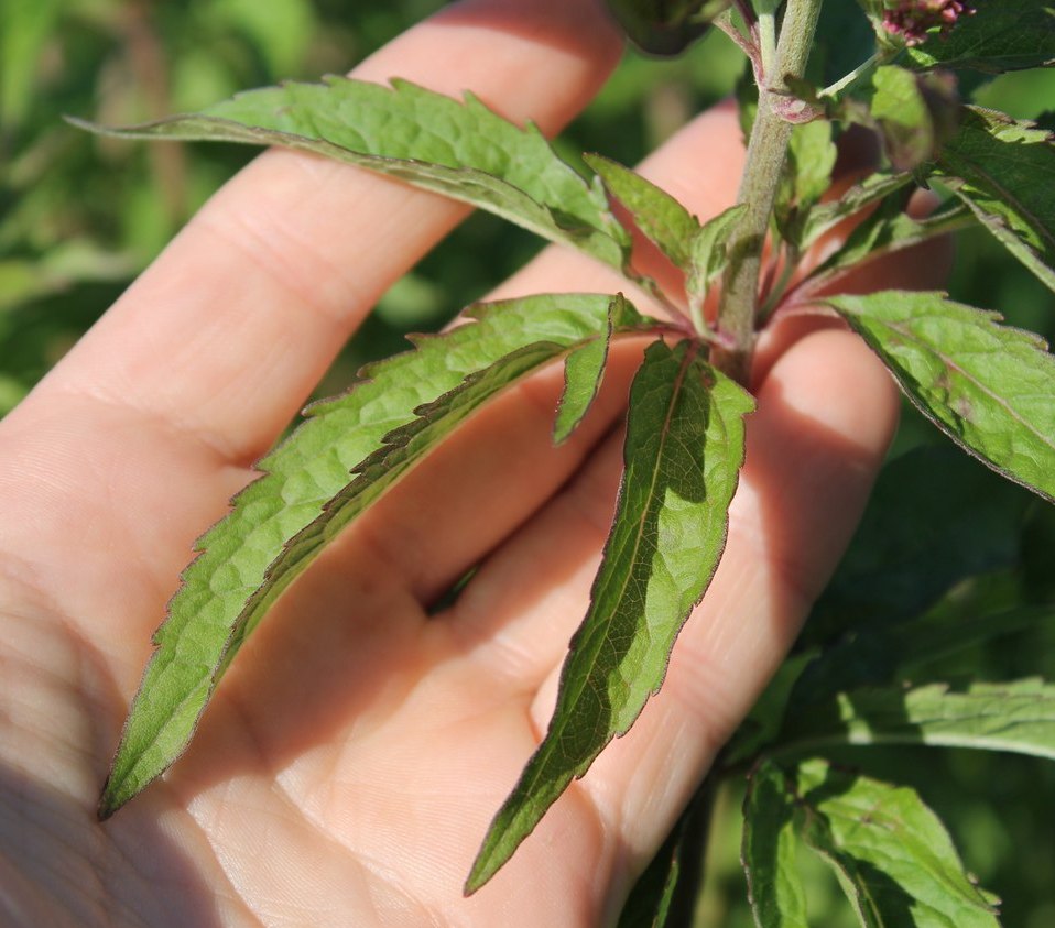 Image of Eupatorium cannabinum specimen.