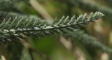 Achillea setacea