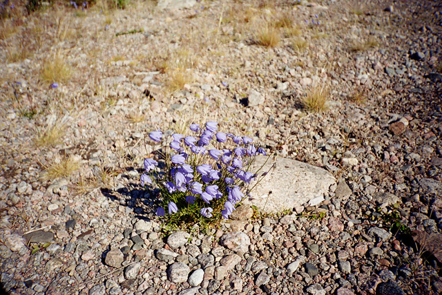 Изображение особи Campanula rotundifolia.