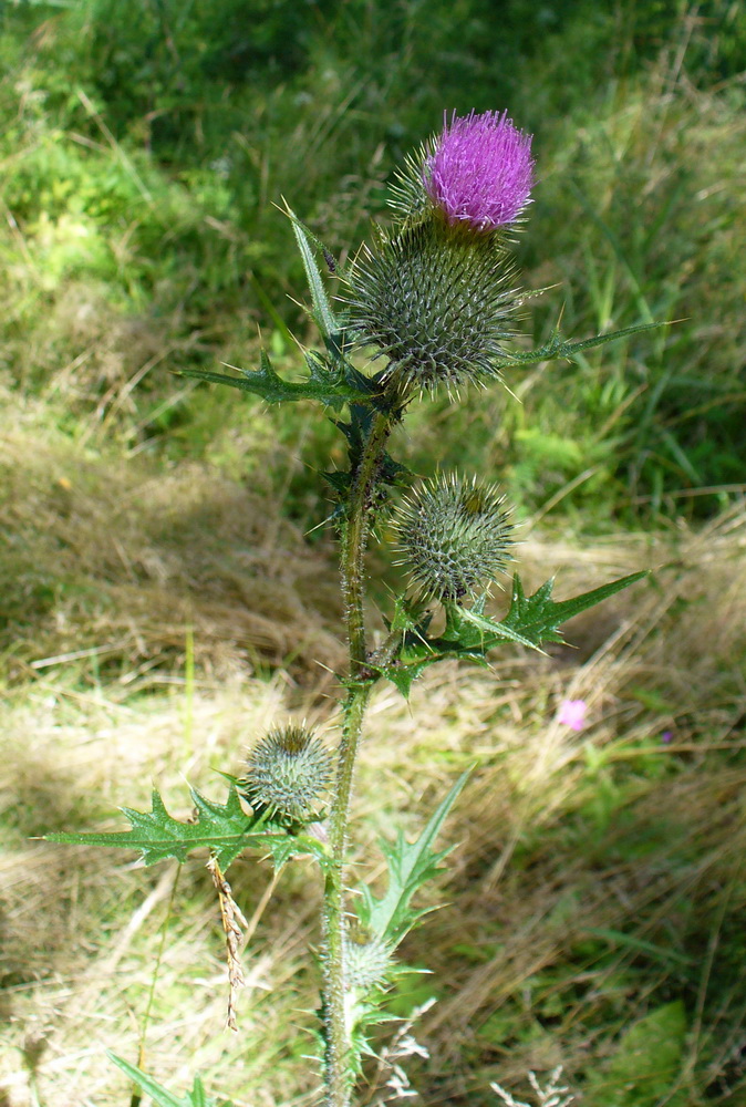 Image of Cirsium vulgare specimen.