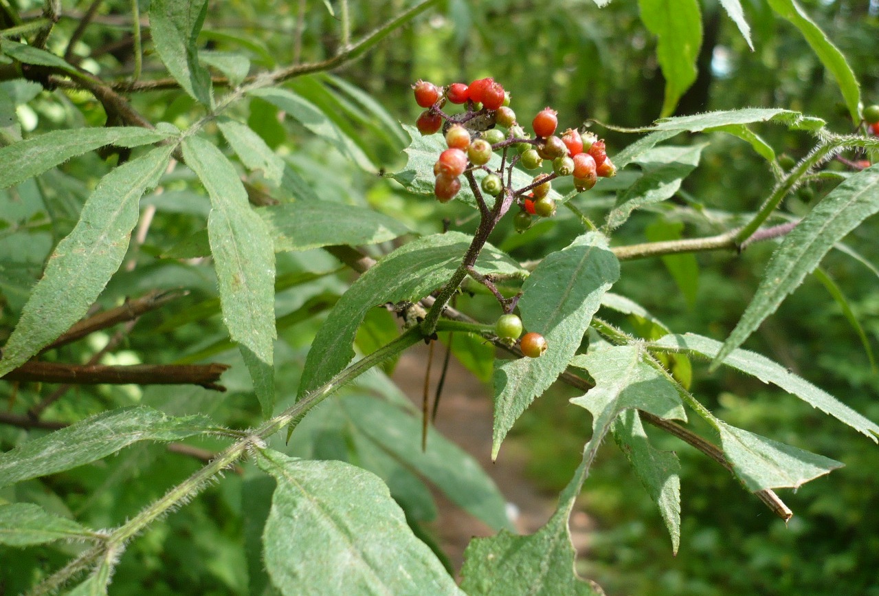 Изображение особи Sambucus sibirica.