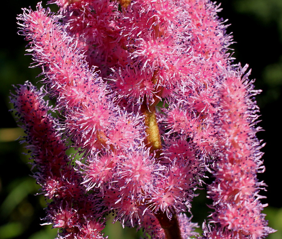 Image of Astilbe chinensis var. davidii specimen.