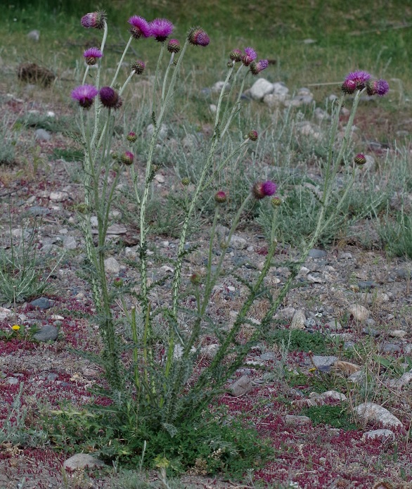 Изображение особи Carduus coloratus.