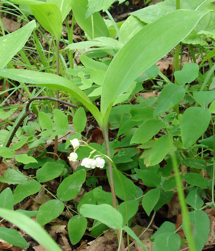 Image of Convallaria keiskei specimen.