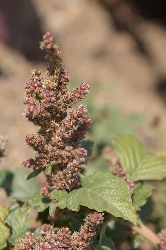 Image of Amaranthus retroflexus specimen.