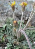 Taraxacum serotinum