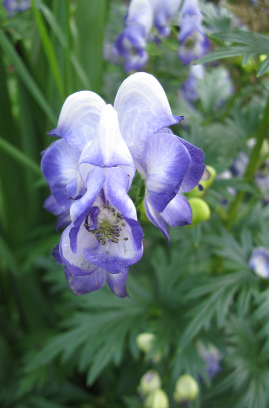 Изображение особи Aconitum &times; stoerkianum.